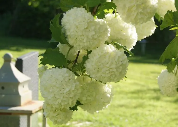 Bed & Breakfast Un Parfum De Violette